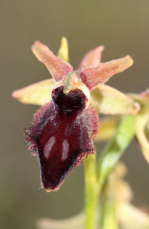 Ophrys incubacea subsp vivarensis (?)